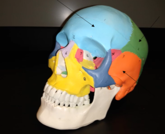 <p>What is this bone (orange region)? </p>