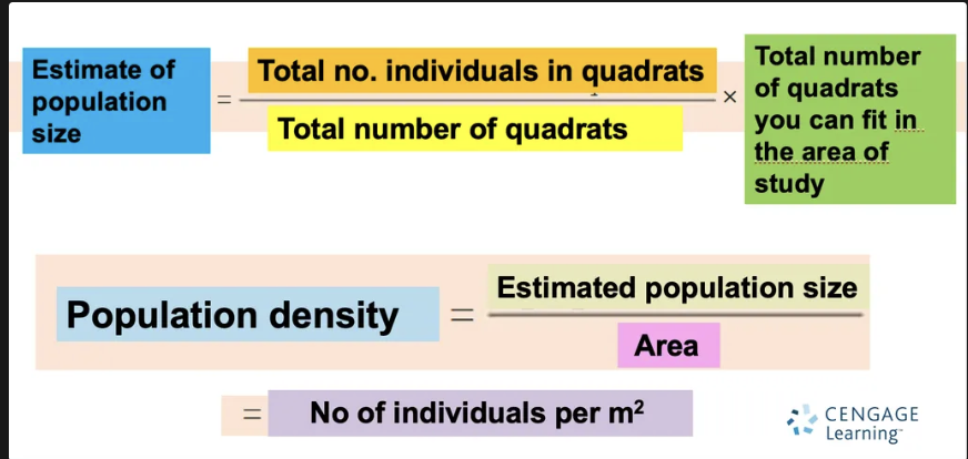 <p>What is quadrat sampling and its formula?</p>