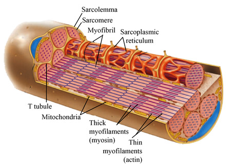 <ul><li><p><strong>Muscle fibers </strong>- among the largest cells of the human body (10 to 100 mm), run the entire length of the muscle.</p></li><li><p><strong>Sarcolemma </strong>- outer membrane that covers a muscle fiber. </p></li><li><p><strong>Myofibrils</strong> - individual contractile subunits that make up each muscle fiber, extending from one end of it to the other.</p></li><li><p><strong>Sarcoplasmic reticulum (SR)</strong> - a complex of membranes forming a network of interconnected hollow tubes, surrounding each myofibril.</p><ul><li><p>Contains fluid rich in calcium ions.</p></li></ul></li><li><p><strong>T (Transverse) Tubules</strong> - deep indentations of the muscle cell membrane that extend down into the muscle fiber, passing very close to portions of the SR.</p><ul><li><p>Crucial in controlling muscle contraction.</p></li></ul></li><li><p><strong>Sarcomeres </strong>- subunits of myofibrils that are made up of precise arrangements of actin and myosin filaments.</p></li><li><p><strong>Z-lines </strong>- the junction points of where sarcomeres are attached end to end throughout the length of the myofibril.</p><ul><li><p>Strands of actin and two accessory proteins are attached to them.</p></li><li><p>Suspended between the thin filaments are thick filaments composed of myosin.</p></li></ul></li><li><p>Cross bridges - small arms that extend from the strands of biosin and contact the thin filaments</p><ul><li><p>Each subunit of actin in thin filaments has a binding site for a myosin cross bridge</p></li></ul></li></ul><p></p>