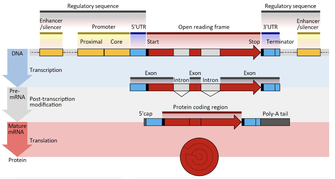 <p>Pre-mRNA: Exons + Introns→ Mature RNA: Exons</p><ul><li><p>Introns are spliced out and are not translated</p></li><li><p>5’ cap and Poly-A tail are added→ present in mature RNA and are necessary for translation</p></li></ul><p></p>