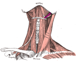 <p>moves the larynx up and back (like a hook) </p>