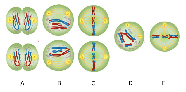 <p>Which picture represents <strong>end of Meiosis I</strong>?</p>