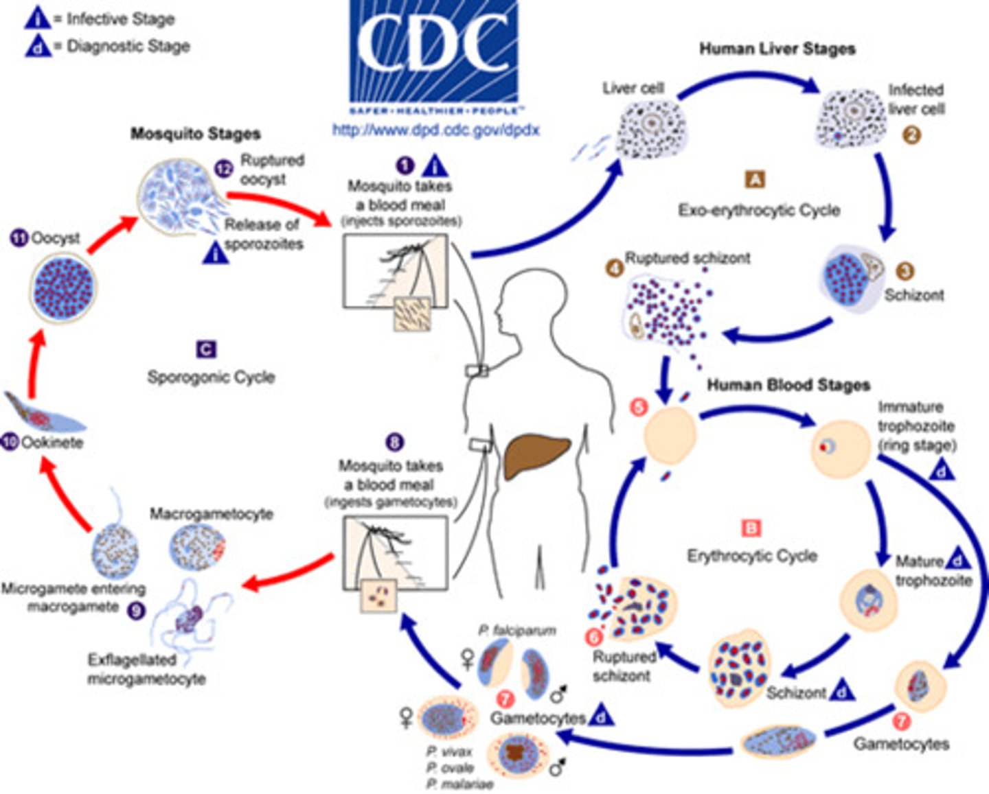 <p>- <b>pregnant</b> female <b>mosquito bites human</b><br>- malaria parasite <b>reproduce asexually</b> in the <b>liver</b><br>- gets into the <b>blood</b><br>- <b>different mosquito feeds</b> in the <b>blood</b> and gets <b>infected</b><br>- grows <b>sexually</b> in its <b>salivary gland</b>: causes <b>variation</b> so is <b>hard to vaccinate against</b></p>