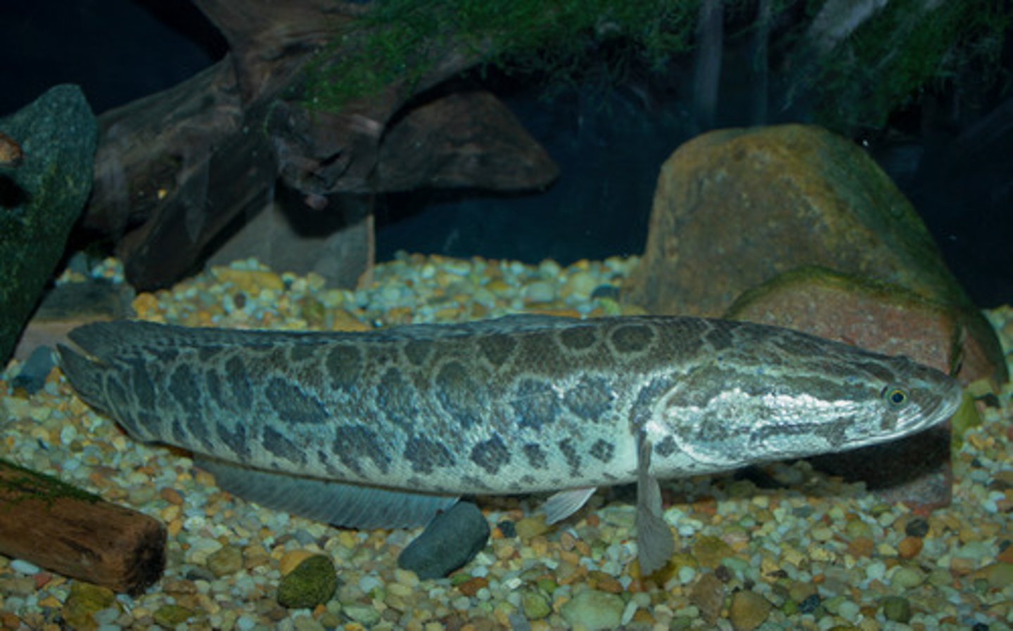 <p>Snakehead fish</p>