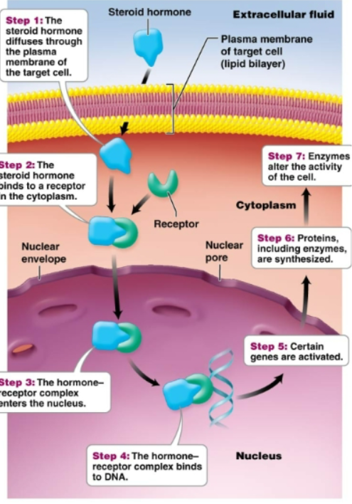 <p>Derived from cholesterol. Include steroid hormones (ovaries, testes, adrenal glands). -Move into a cell and stimulate synthesis of proteins- Move easily through the target cell's plasma membrane. Once inside the target cell, the hormone combines with receptor molecules. In nucleus, the hormone-receptor complex attaches to DNA and activates certain genes to synthesize specific proteins</p>
