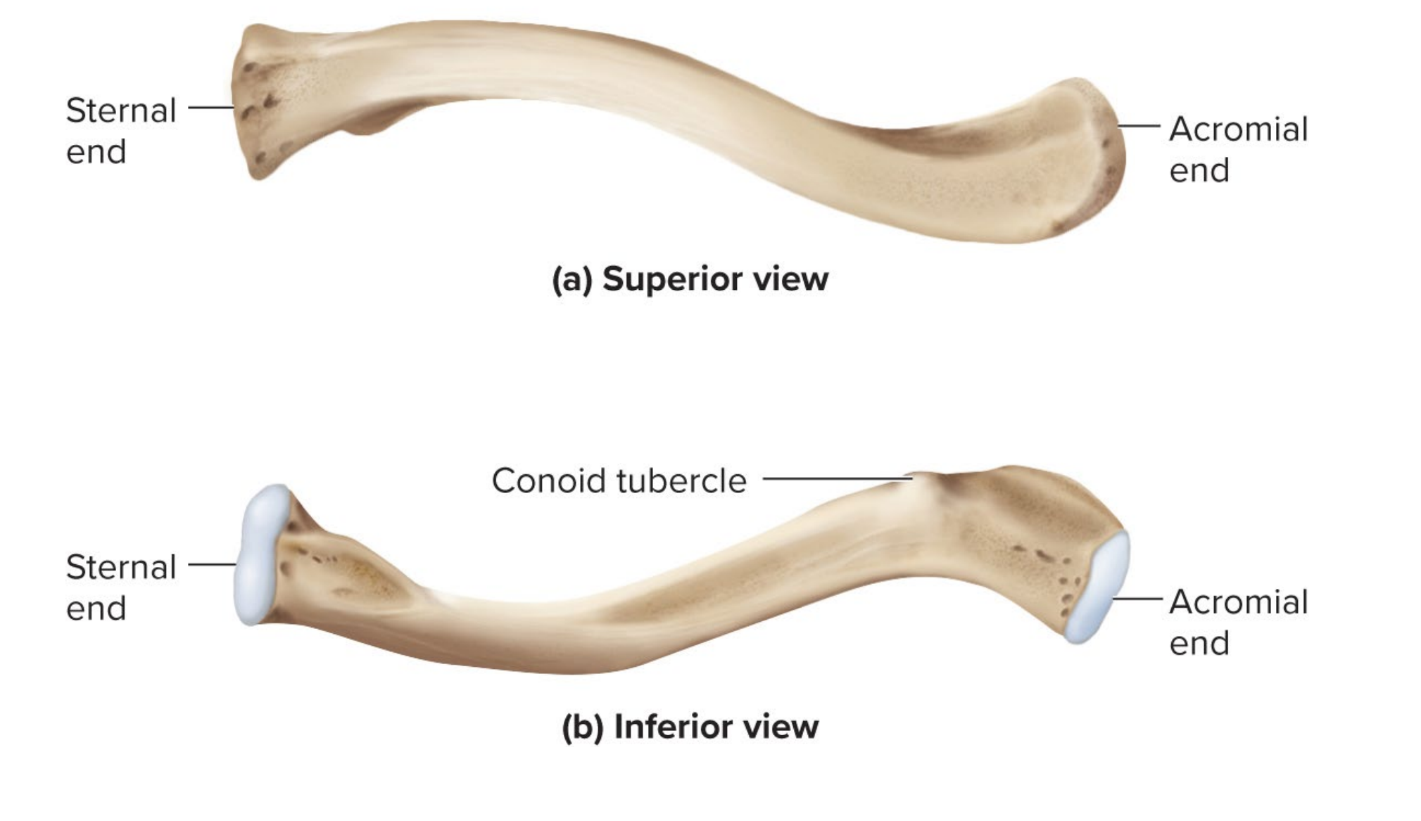 <p>What bone is this</p>