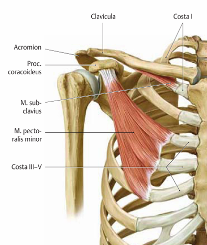 <p>skaji i brendshem: ne faqen e jashtme te brinjes se trete,katert dhe peste</p><p>skaji i jashtem: ne processus coracoideus scapulae</p>