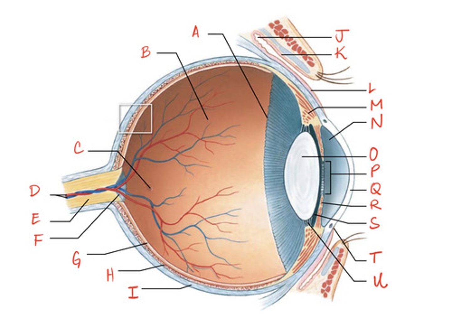 <p>What is the structure indicated by I?</p>