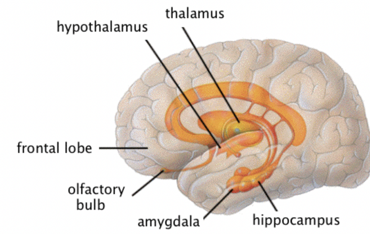 <p>Limbic system - Emotional brain</p>