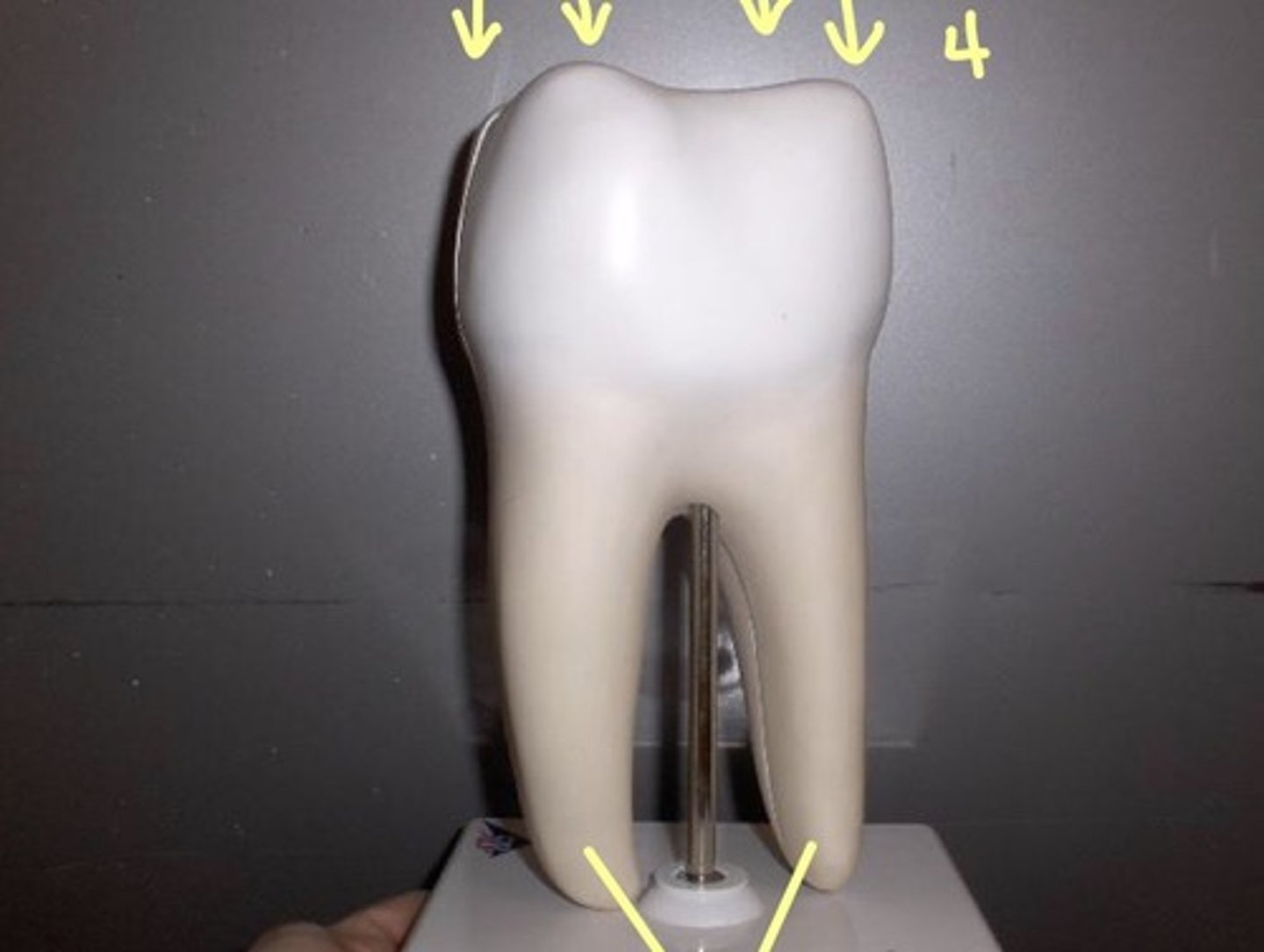 knowt flashcard image