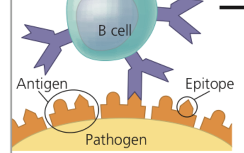 **Epitope**

* Small and accessible portion of an _____ that binds to an antigen receptor
  * Ex. a group of amino acids in a particular protein


* A single antigen has multiple epitopes which bind to a receptor with different ______


* Each B or T cell displays specificity for a particular epitope
  * Because receptors produced by one B or T cell are identical