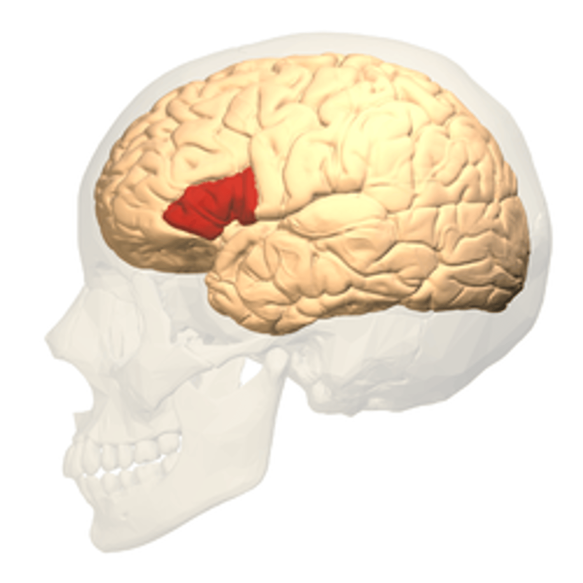 <p>inferior frontal lobe, anterior to premotor association areas</p>