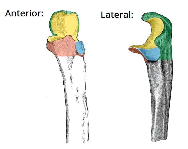 <p>name the blue portion</p>