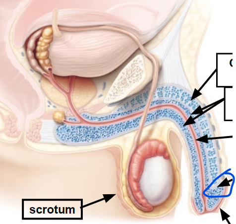 <p><span>richly supplied with sensory nerve endings associated with feeling of pleasure during sexual stimulation.</span></p>