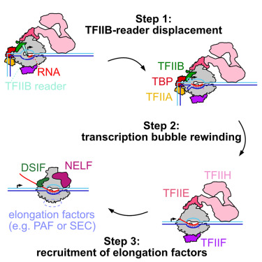<p><span><strong><mark data-color="unset" style="background-color: unset; color: inherit">the final step of transcription initiation, where RNA polymerase detaches from the promoter region and transitions into the elongation phase</mark></strong>. This involves releasing the polymerase from its initial complex and allowing it to transcribe the gene.&nbsp;</span></p>