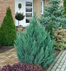 <p>Juniperus chinensis cv. / Chinese Juniper</p>