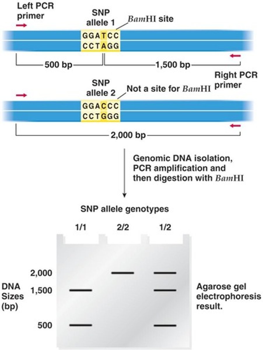 <p>By designing primers to amplify a region containing the mutation, digesting the amplified fragment with a restriction enzyme, and analyzing the digestion pattern on a gel.</p>