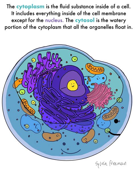 <p><strong>CYTOPLASM</strong></p>
