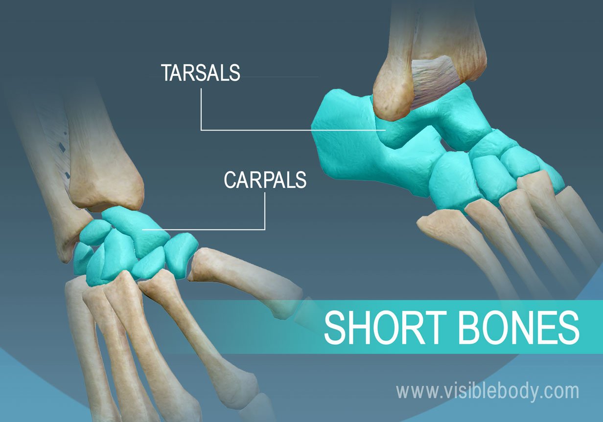 <p>Carpals (small bones that make up wrist), tarsals (small bones that form ankle and heel)</p>
