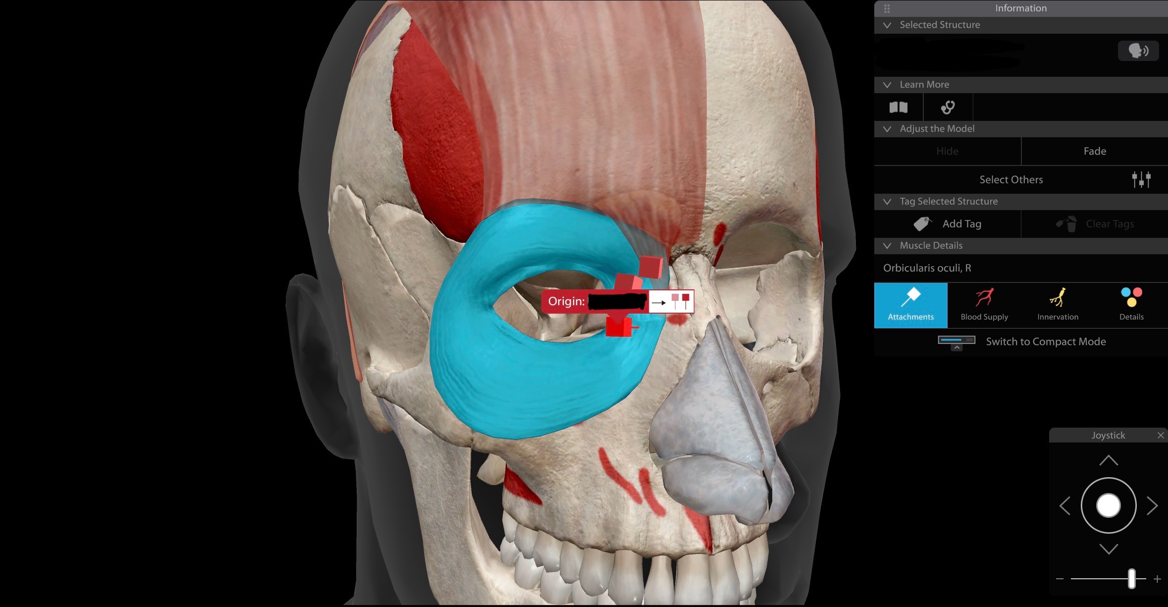 <p>Orbicularis oculi, R</p>