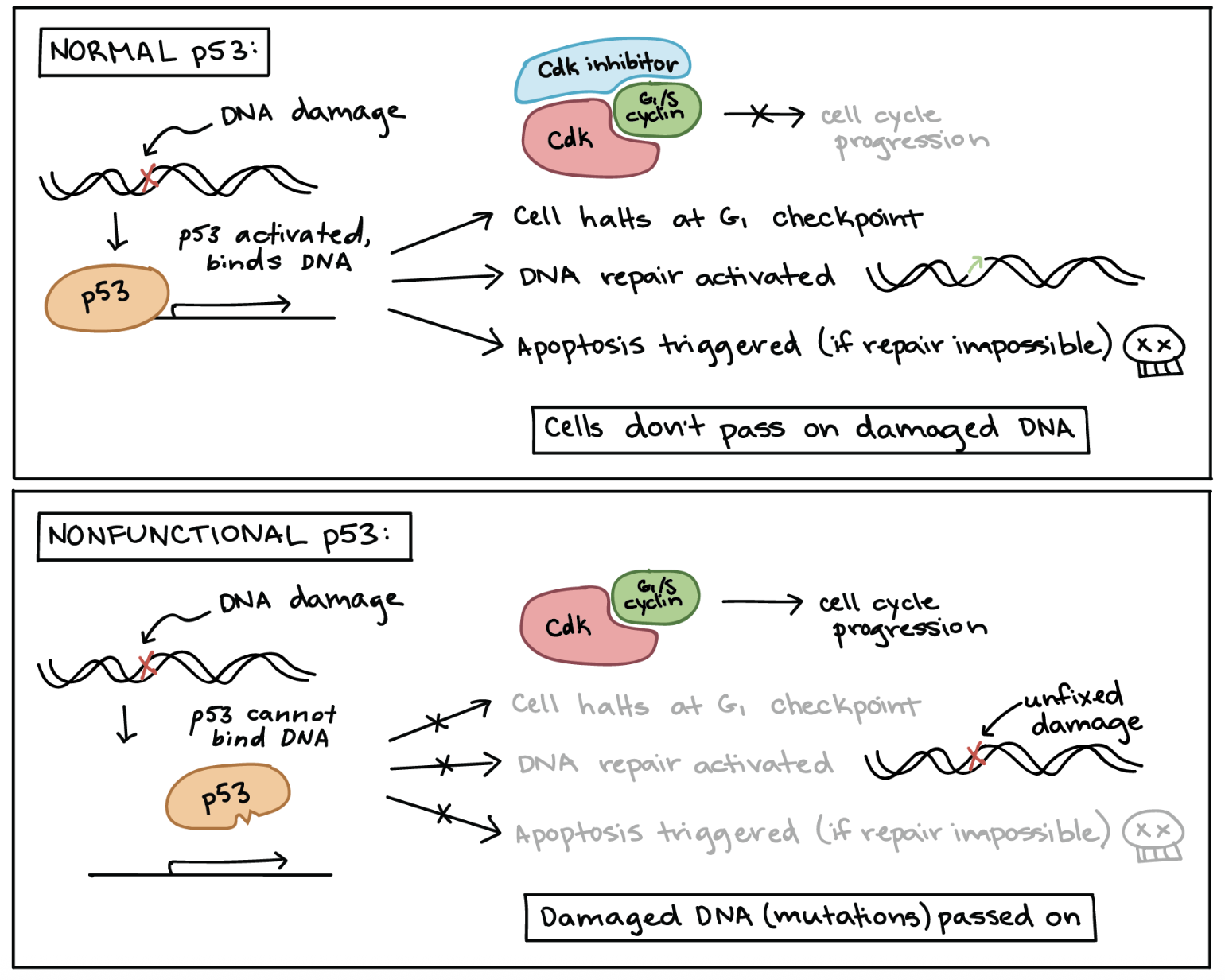 <p>Tumor protein p53 (or just p53) blocks cell cycle progression in response to damaged DNA at the G1 checkpoint. This buys time for DNA repair by enzymes. If the damage is fixed, p53 will _____. If not, p53 _____.</p>