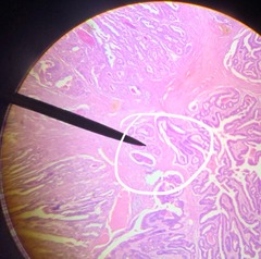 One or more cells that secrete fluids with enzymes, molecules, or hormones