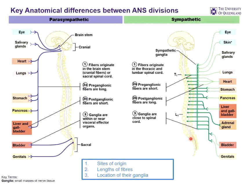 <p>Key anatomical differences between ANS divisions</p>