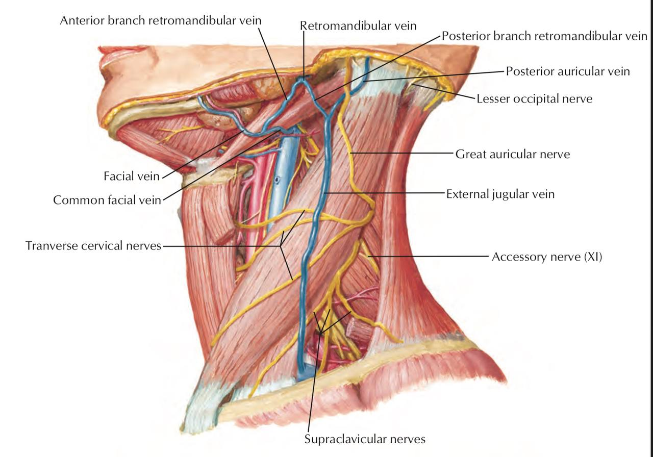 <p>T/F Which of the following structures are elements of lateral cervical region?</p><p><strong><mark data-color="red" style="background-color: red; color: inherit">T -</mark></strong><mark data-color="red" style="background-color: red; color: inherit"> </mark>A. Mm. scaleni</p><p><strong><mark data-color="red" style="background-color: red; color: inherit">F -</mark></strong><mark data-color="red" style="background-color: red; color: inherit"> </mark>B. A. carotis communis</p><ul><li><p><strong>medially</strong> in the neck- anterior cervical region</p></li></ul><p><strong><mark data-color="red" style="background-color: red; color: inherit">F -</mark></strong><mark data-color="red" style="background-color: red; color: inherit"> </mark>C. V. jugularis interna</p><ul><li><p>in the <strong>anterior</strong> aspect</p></li></ul><p><strong><mark data-color="red" style="background-color: red; color: inherit">T -</mark></strong><mark data-color="red" style="background-color: red; color: inherit"> </mark>D. A. subclavia</p><p><strong><mark data-color="red" style="background-color: red; color: inherit">T -</mark></strong><mark data-color="red" style="background-color: red; color: inherit"> </mark>E. V. subclavia</p>