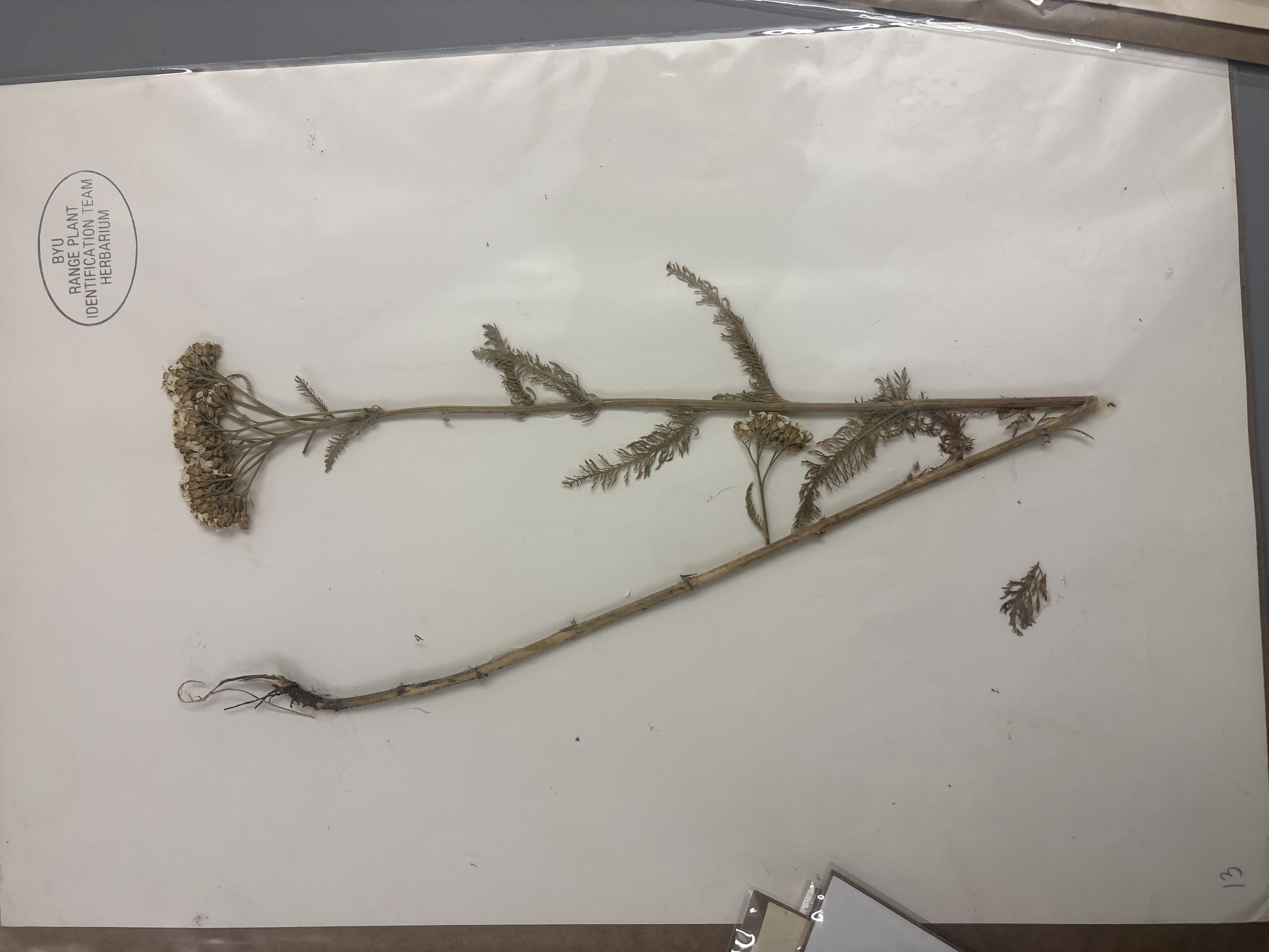 <p>Finely dissected, pubescent leaves (fern-like) , lots of little leaves, white flowers</p>