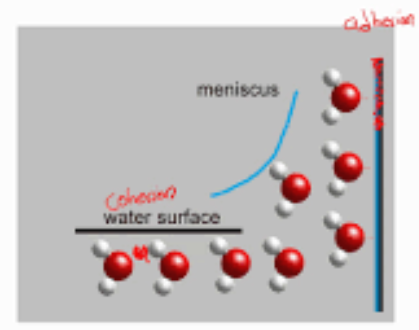<p>Is the upward movement of liquid withing narrow spaces (like a plant xylem) that defies gravity, driven by the combine forces of adhesion (water sticking to the container walls) and cohesion (liquid molecules sticking to each other). </p><p>This is important to </p>
