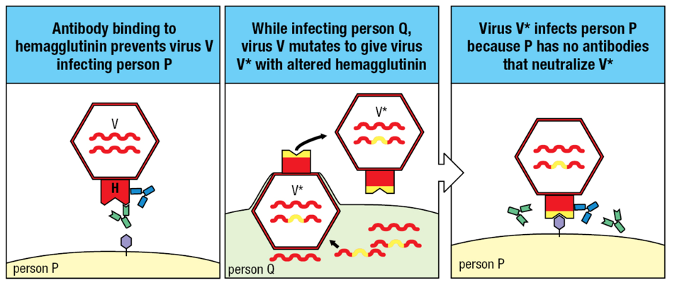 <p>During infection with influenza strain V, person P produced antibodies against various epitopes of the viral hemagglutinin. Some antibodies are neutralizing (green); others are not (blue). Later in the flu season, when person P is again exposed to strain V, the neutralizing antibodies prevent cells from being infected (left panel). On infecting person Q, strain V mutates to give strain V*, which differs from V by an amino acid substitution (yellow) in the viral hemagglutinin (center panel). This mutation eliminates the epitope recognized by the neutralizing antibodies elicited by strain V. Consequently, strain V* influenza virus can infect cells of person P without hindrance from the V-specific antibodies (right panel). To clear this second infection, P must make a primary immune response of neutralizing antibodies specific for strain V *. Like the hemagglutinin, influenza neuraminidase (not shown) is also subject to antigenic drift.</p>