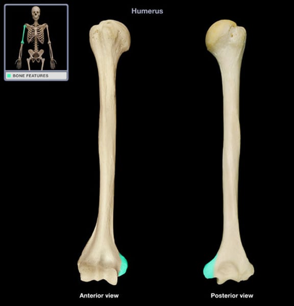 <p>Raised area on or above a condyle</p>