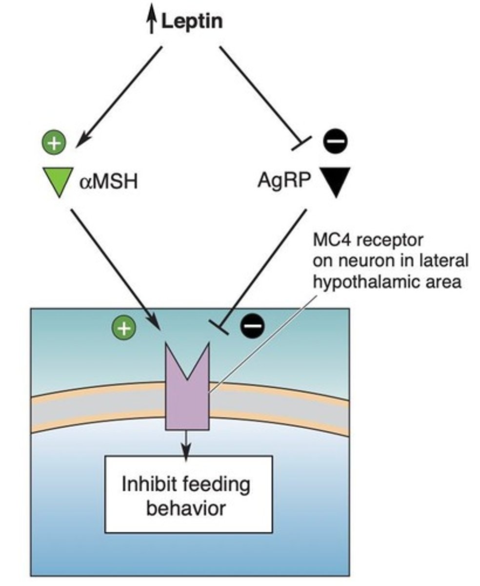 <p>A hormone released by fat cells to suppress appetite and increase energy expenditure.</p>