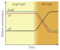 <p>1. GP cannot be reduced to TP.</p><p></p><p>2. TP levels fall and GP accumulates.</p><p></p><p>3. If TP levels fall, RuBP cannot be regenerated.</p>