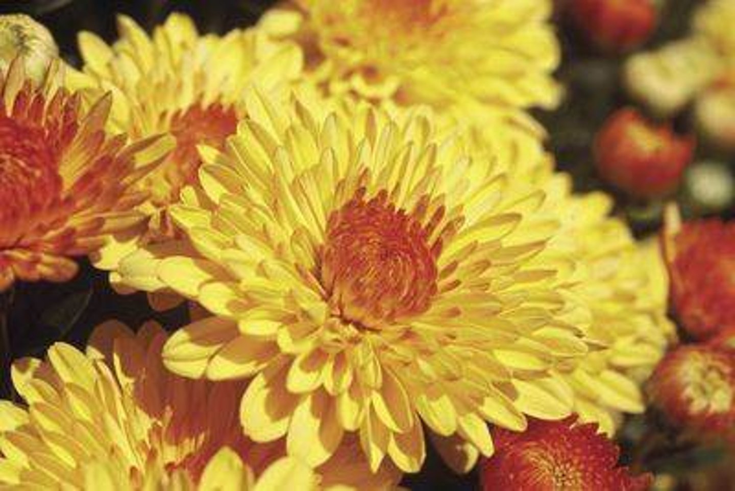 <p>Cushion Mums; Form</p><p>(these do NOT have an "eye" or bright center... see Pompon mums for comparison)</p>