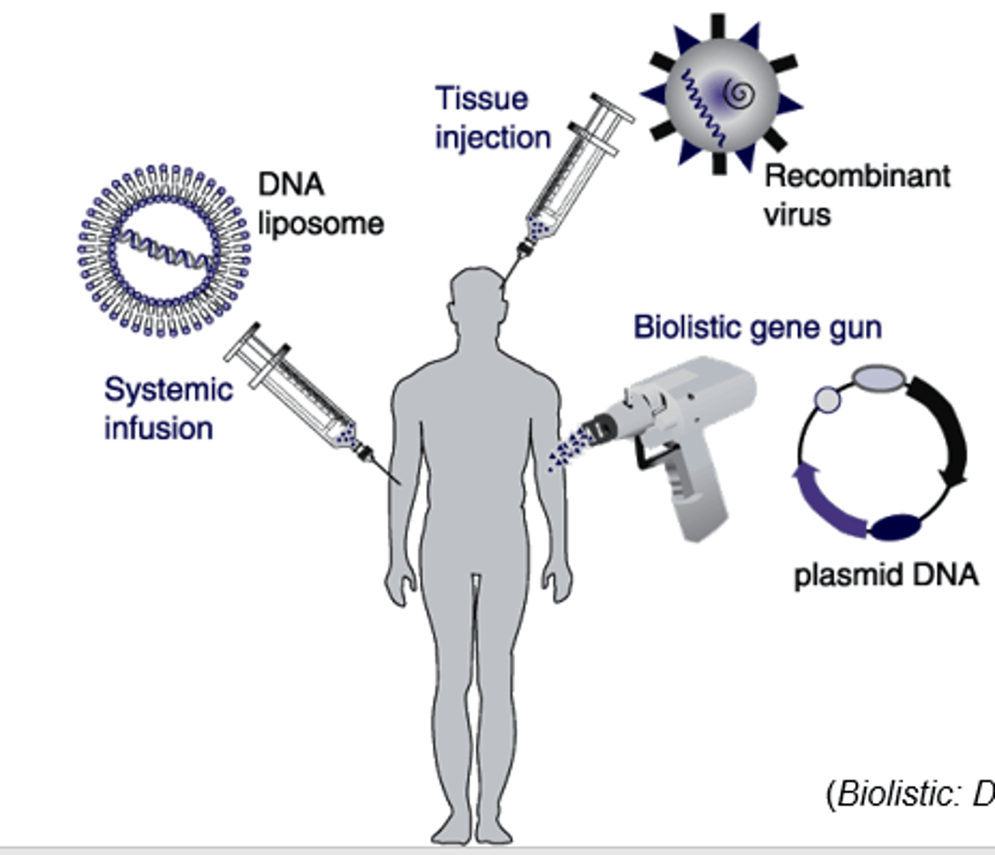 <p>Intervention to cure a genetic disorder by modifying the body's non-reproductive cells.</p>