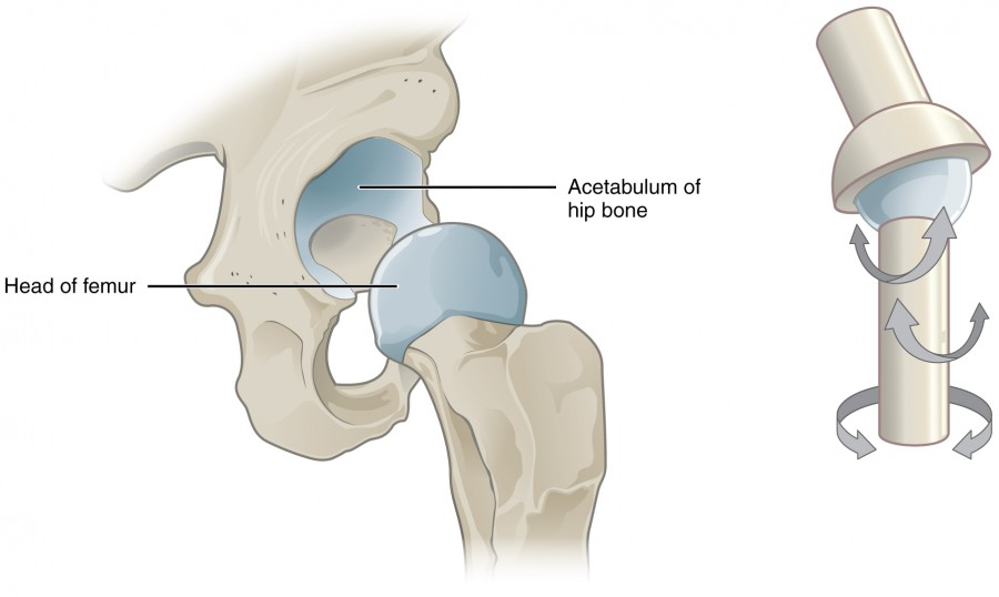 <p>a type of synovial joint that allows movement around only one axis, such as hinging or pivoting. examples include the elbow and knee. </p>
