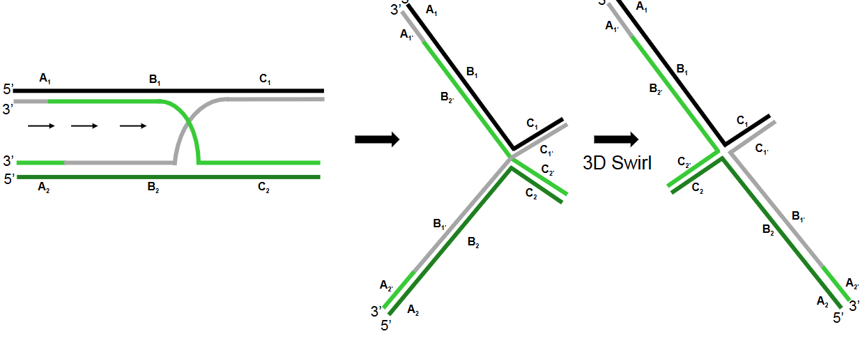 <p><strong>Cleavage of the Holliday junction:</strong> The Holliday junction is cleaved, regenerating two separate DNA duplexes. There are two possible orientations for cleavage.</p>