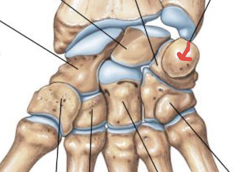 <p>what is this part of the hand?</p>