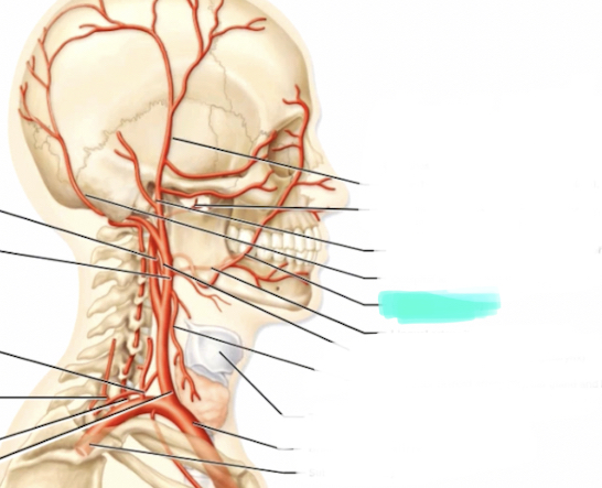 <p>Branch of external carotid</p>