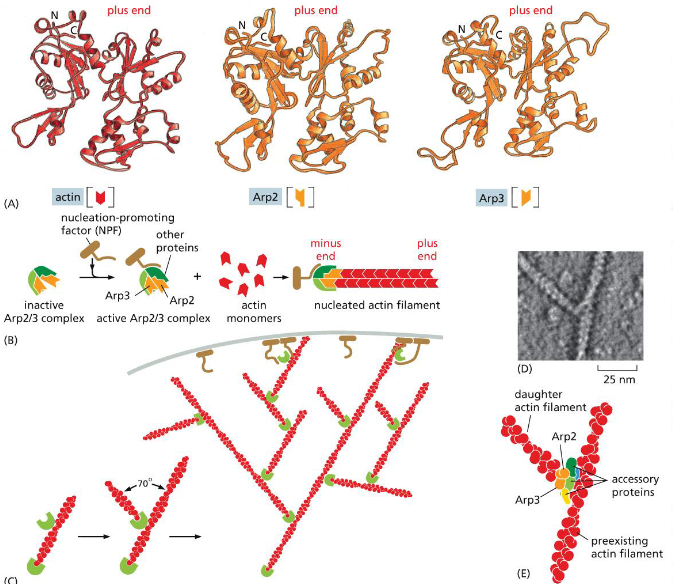 <p>Generates Straight or Branched Filaments</p><p>Two actin related proteins, Arp2 and Arp3 have their plus end but not the minus end similar to actin, preventing them from being part of the filaments (A).</p><p>Arp2 and Arp3 form an inactive complex, and a nucleation promoting factor then binds the complex, nucleating actin filament growth at the plus end </p><p>The Arp2/Arp3 complex acts more efficiently when it is bound to a pre-existing actin filament (C).</p><p>Branched actin filaments formed in vitro (top) and overlap of the crystal structures with the actin filament image (D).</p>
