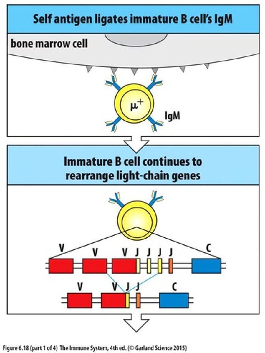 <p>A process where autoreactive receptors on immature B cells are modified by further rearrangement of light chain genes.</p>