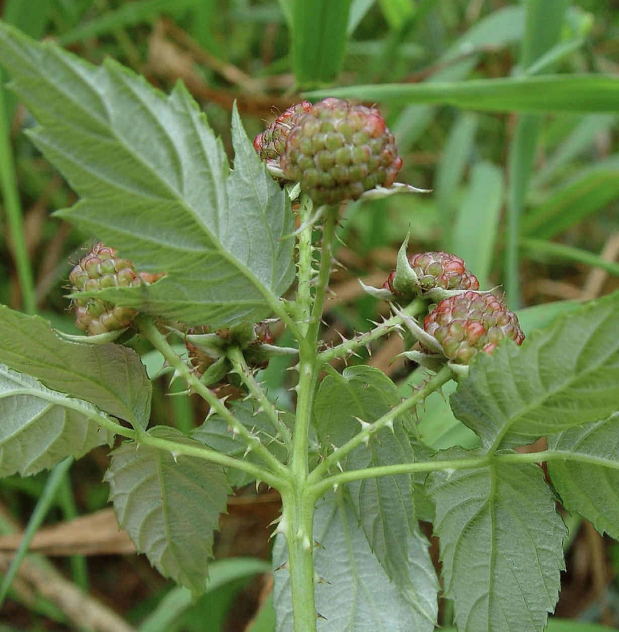 <p>black rasberry </p>