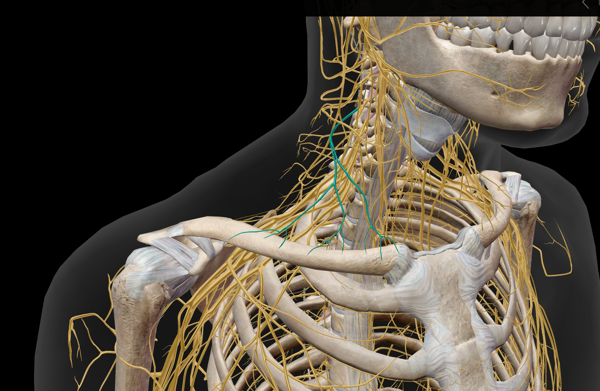 <p>Nervi supraclaviculares</p>