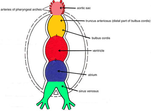 <ol><li><p><strong><mark data-color="red">The bulbus cordis</mark></strong></p></li><li><p><strong><mark data-color="red">The ventricle</mark></strong></p></li><li><p><strong><mark data-color="red">The atrium</mark></strong></p></li><li><p><strong><mark data-color="red">The sinus venosus</mark></strong></p></li></ol>