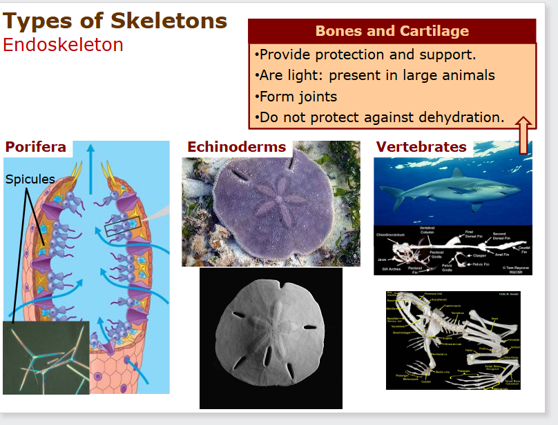 <ul><li><p class="ds-markdown-paragraph"><strong><span>Echinoderms</span></strong><span> (e.g., sea stars, sea urchins). Their endoskeleton is made of </span><strong><span>calcareous plates (ossicles)</span></strong><span> beneath the skin.</span></p></li></ul><p></p>