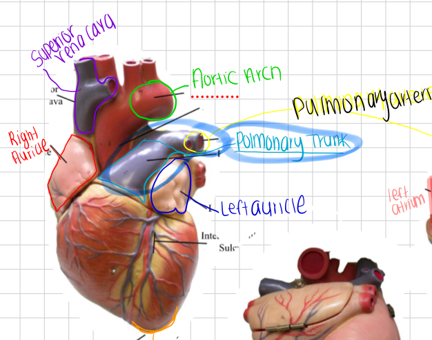 <p>Artery carrying deoxygenated blood from right ventricle to lungs.</p><p>-</p><p></p>