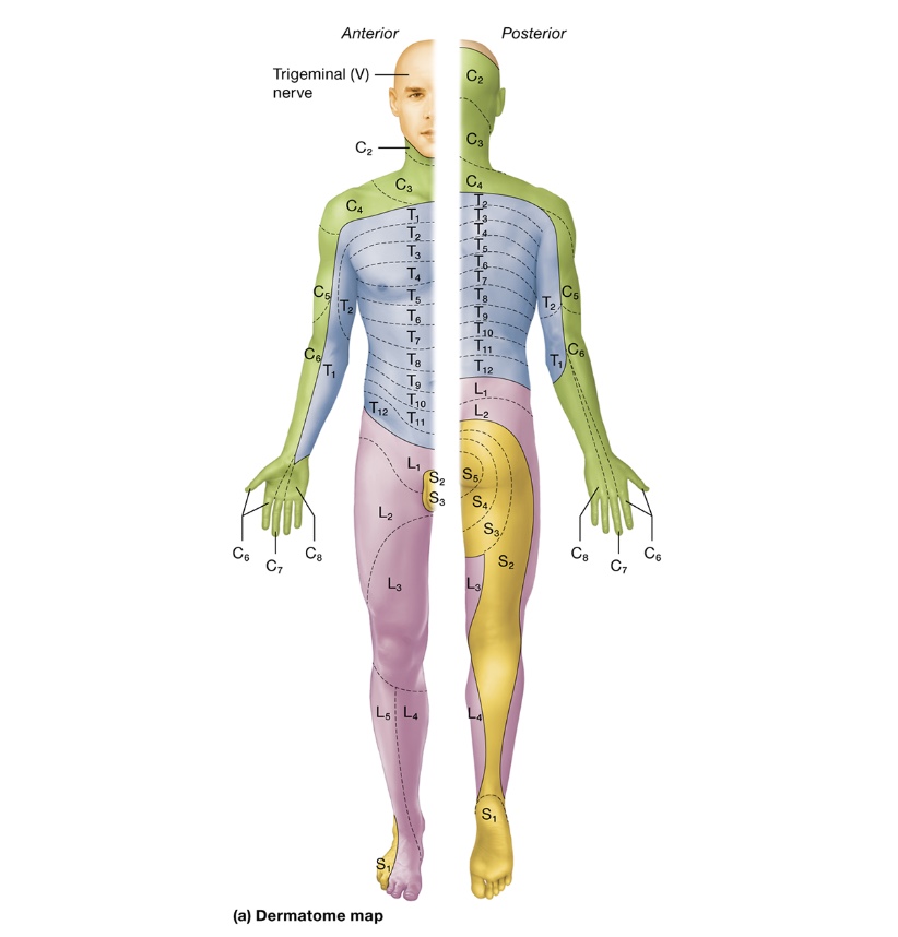 <p>dermatomes </p>
