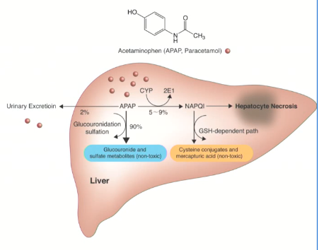 <ul><li><p><span><span>mostly inactive conjugates in liver</span></span></p></li></ul><p><span><span>small fraction:</span></span></p><p><span><span>→ NAPQI via CYP</span></span></p><p><span><span>→ detoxified by glutathione and excreted.</span></span></p>