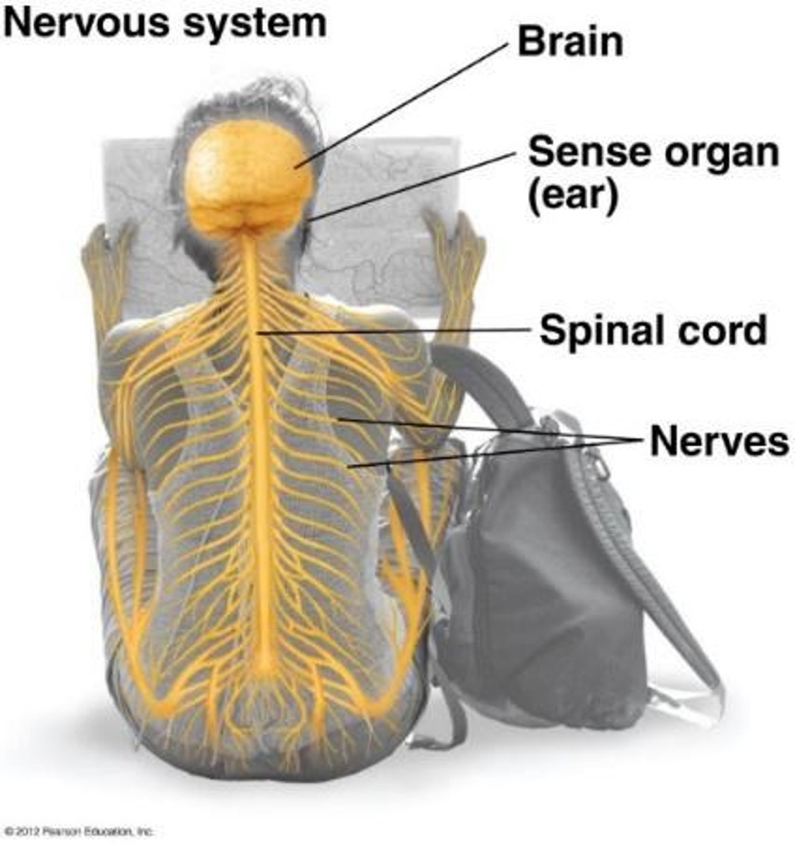 <p>The nervous system and endocrine system.</p>